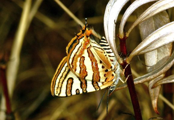 Cigaritis mozambica male UNS